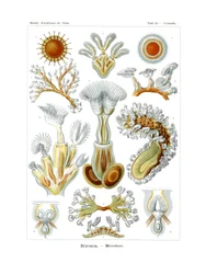 Bryozoa, 1899-1904